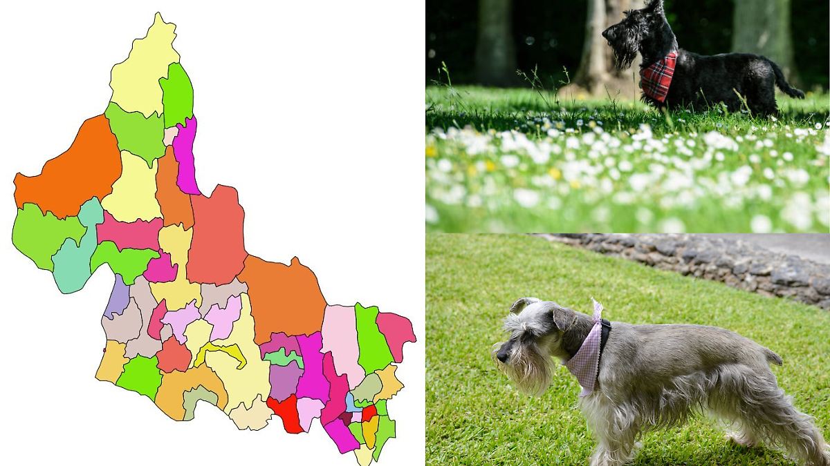¿qué perrito es San Luis?